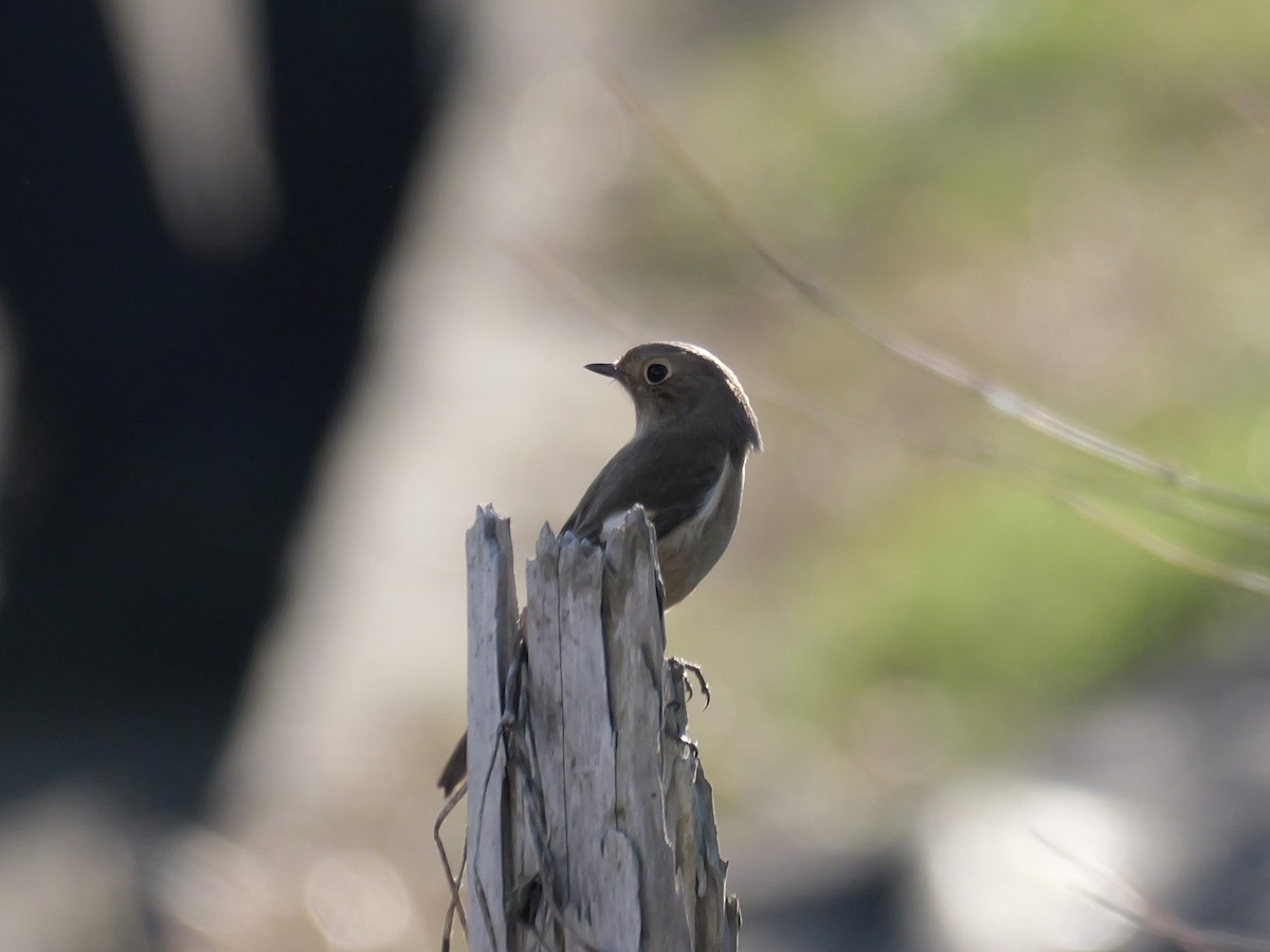 aurorarødstjert - ML646569165