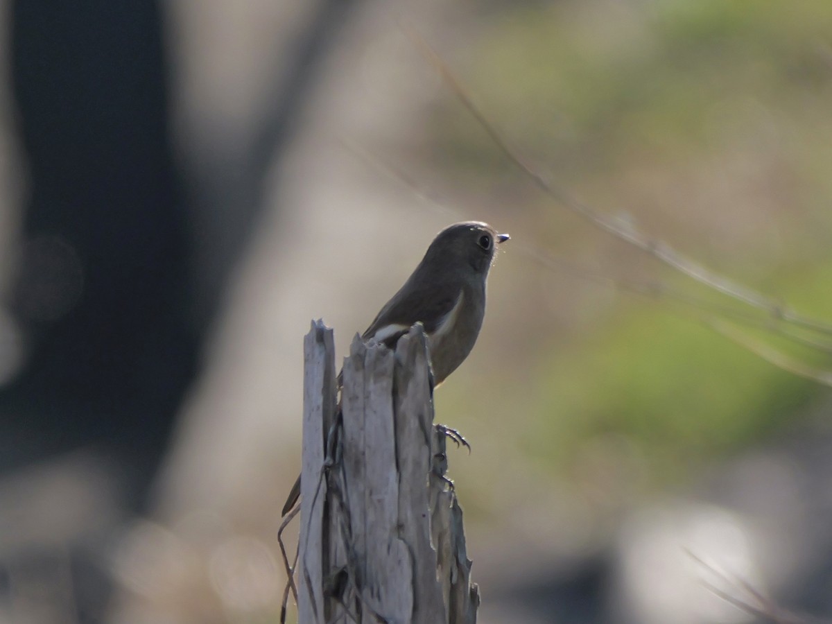 aurorarødstjert - ML646569166