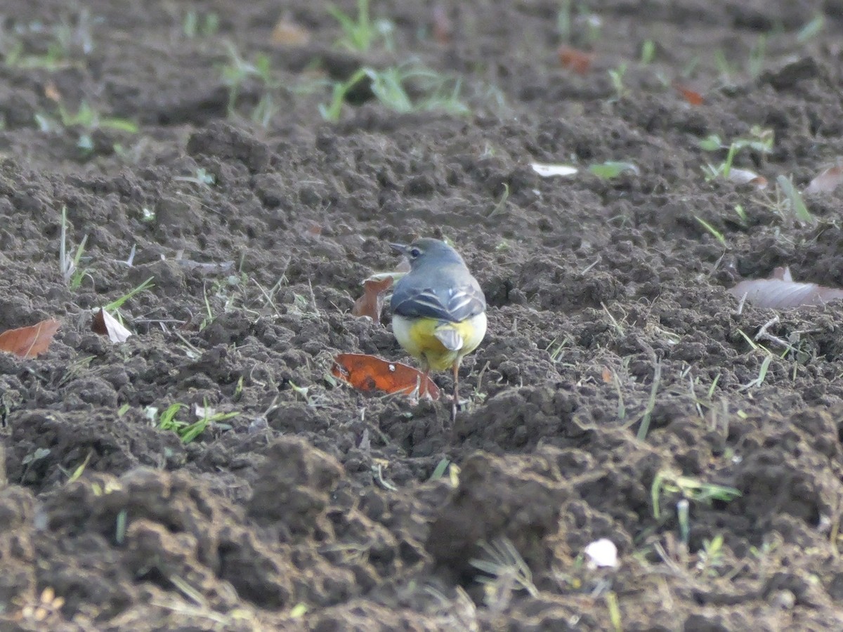 vintererle - ML646569168