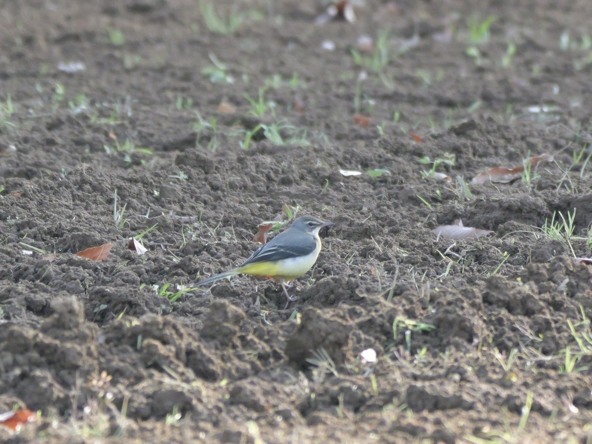 vintererle - ML646569169