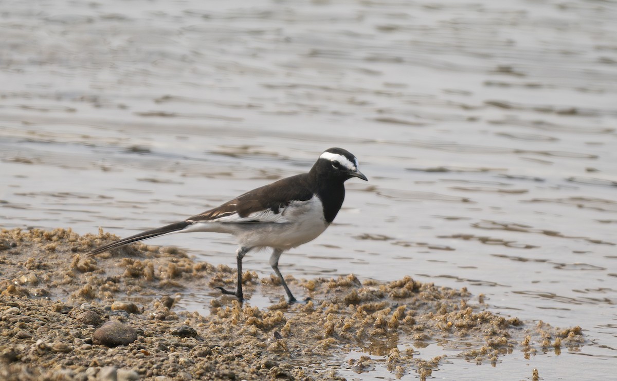 skjæreerle - ML646569170