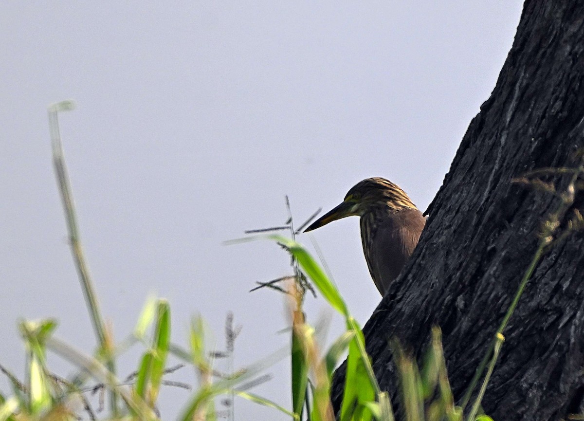 Индийская прудовая цапля - ML646569171