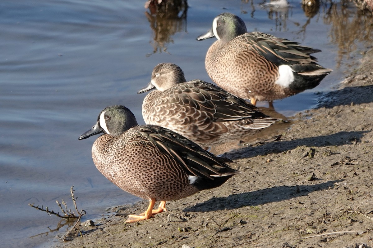 Чирянка блакитнокрила - ML646569172