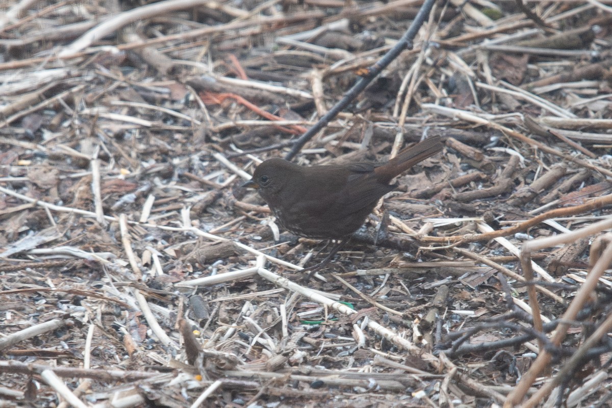 Fox Sparrow (Sooty) - ML646569173
