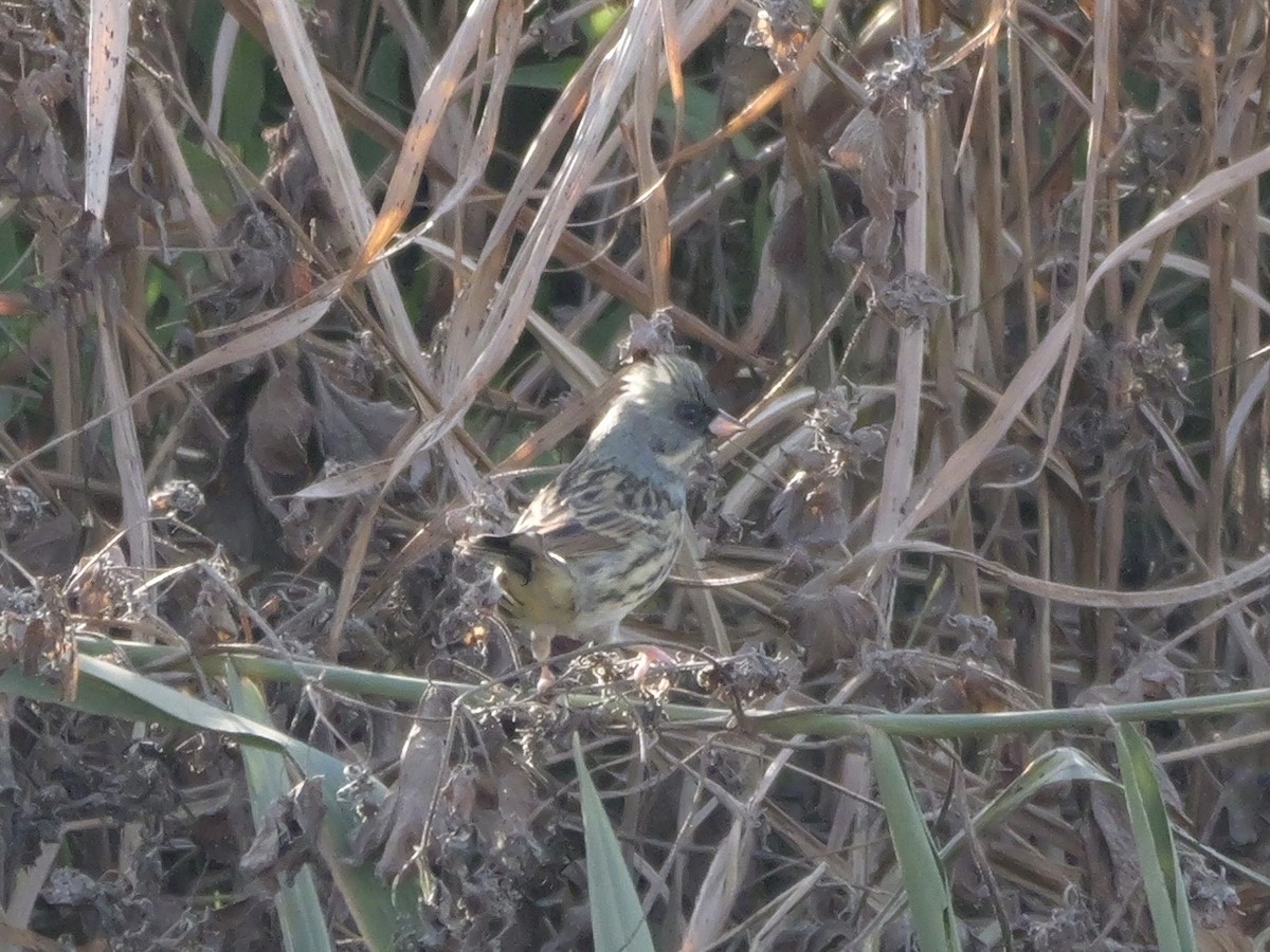 svartmaskespurv - ML646569174