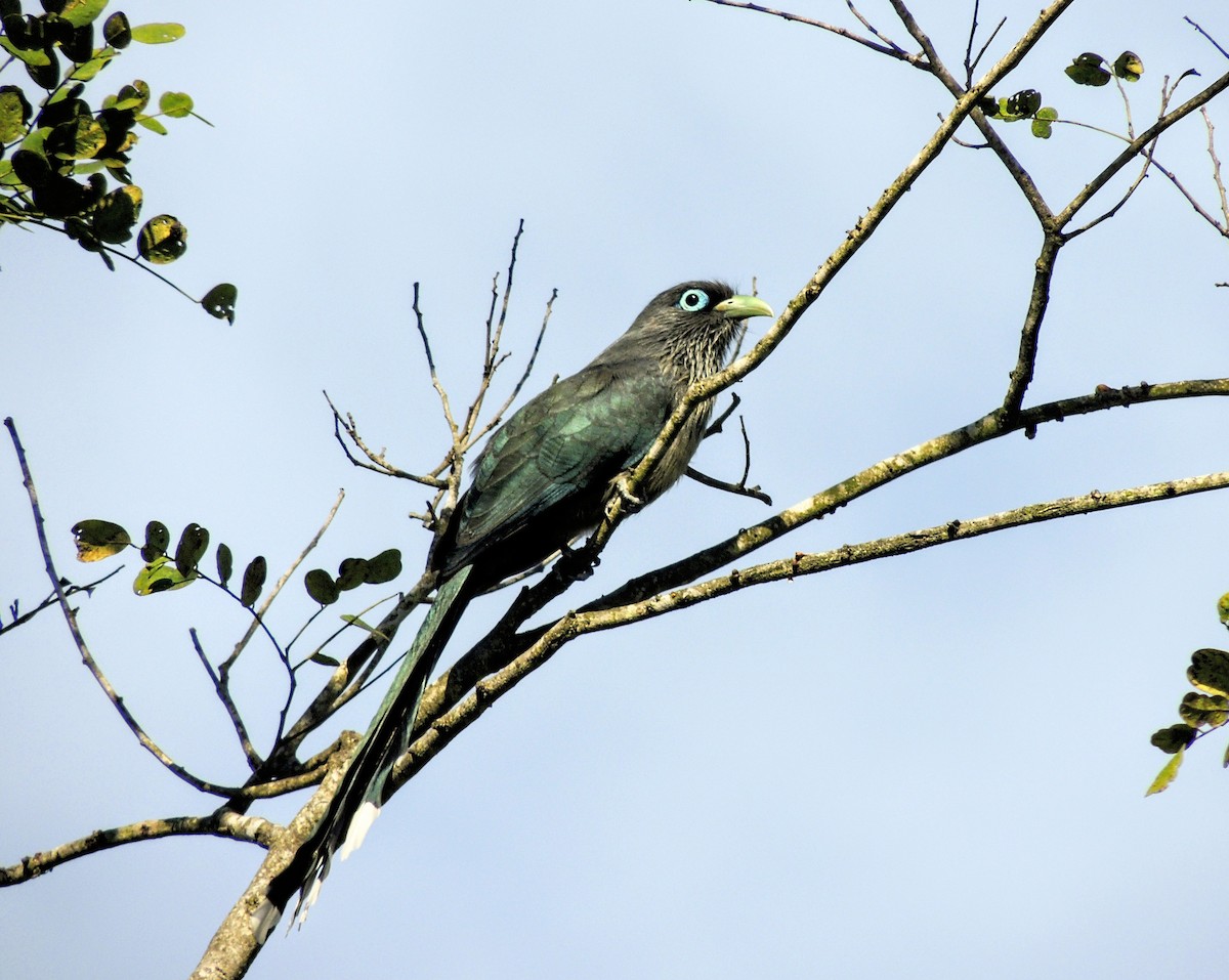 Малкога сірочерева - ML646569175