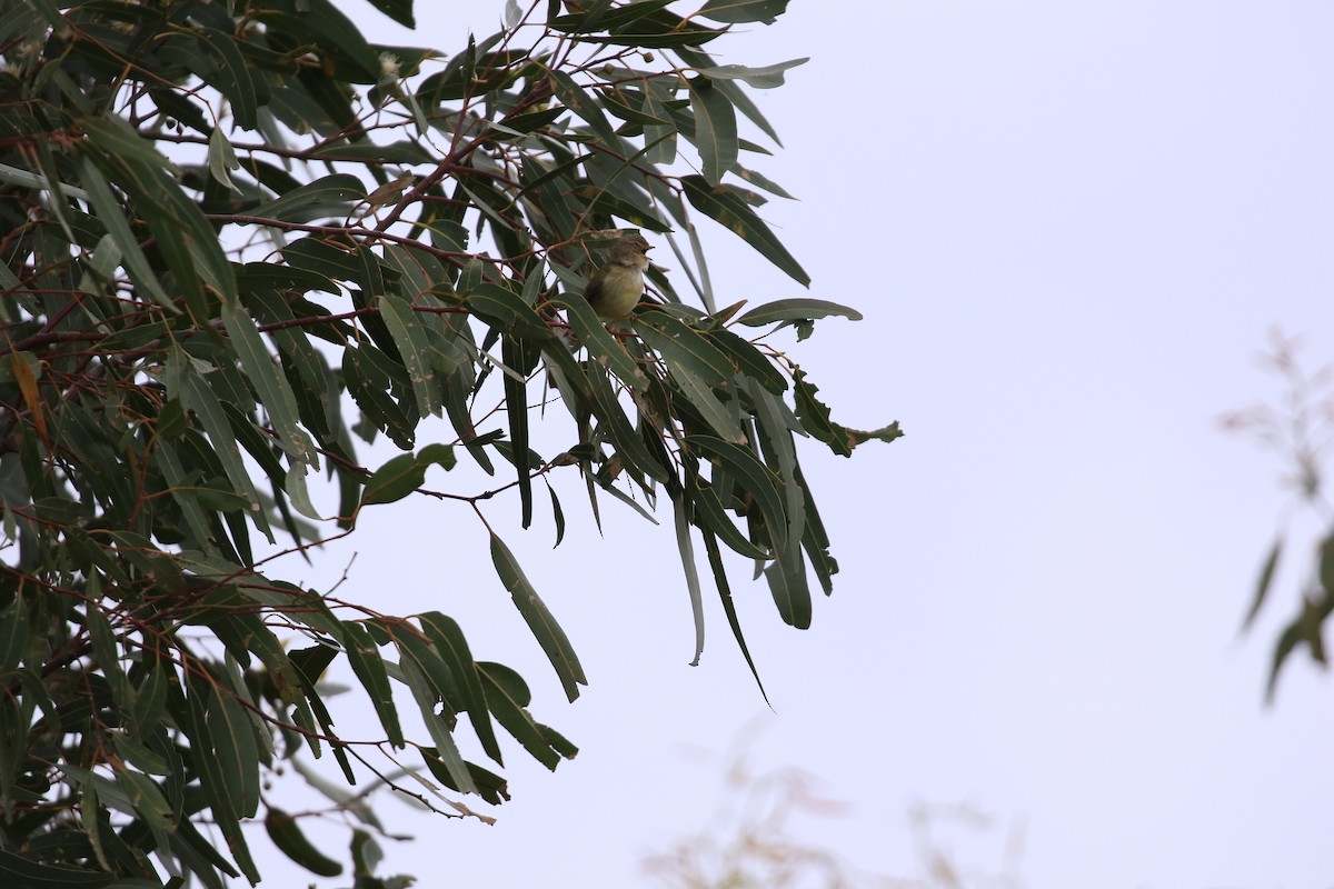 Weebill - ML646569176