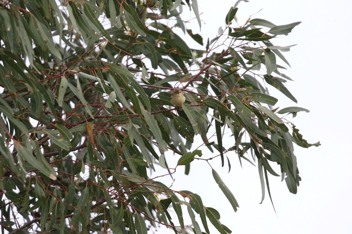 Weebill - ML646569177