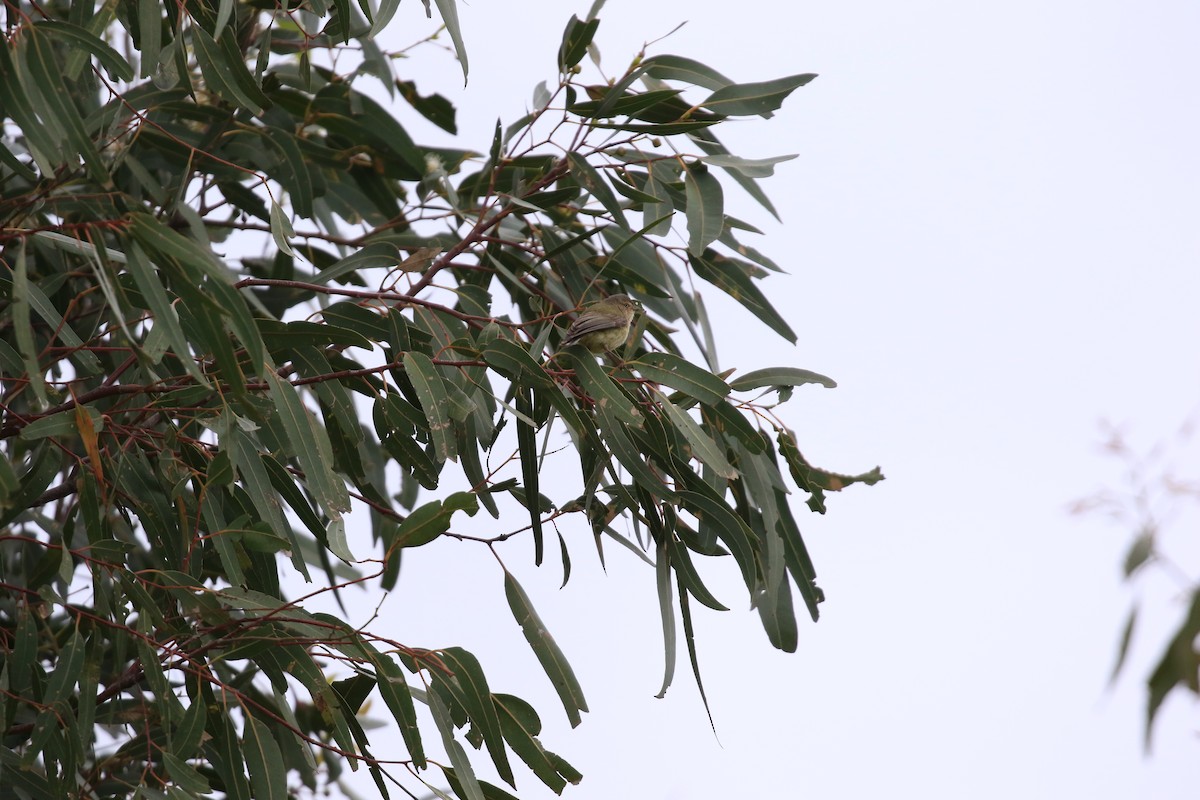 Weebill - ML646569178