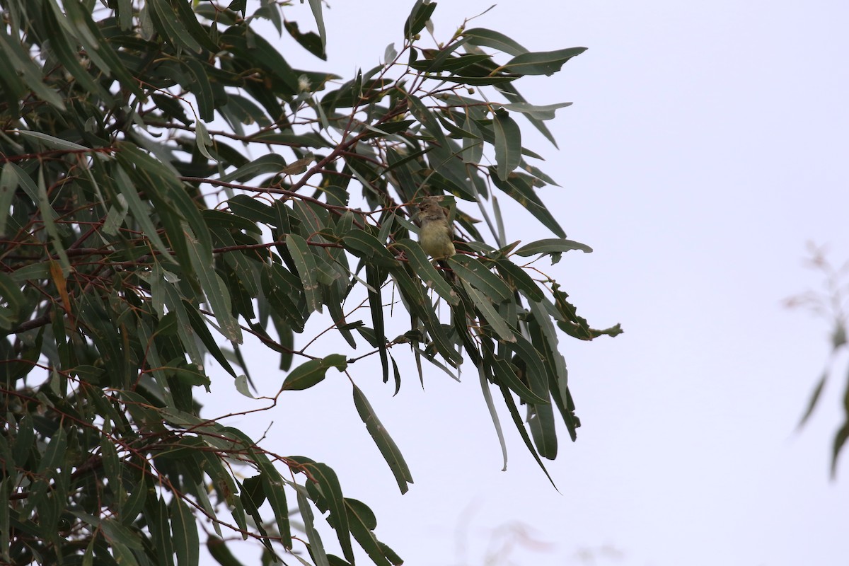 Weebill - ML646569179