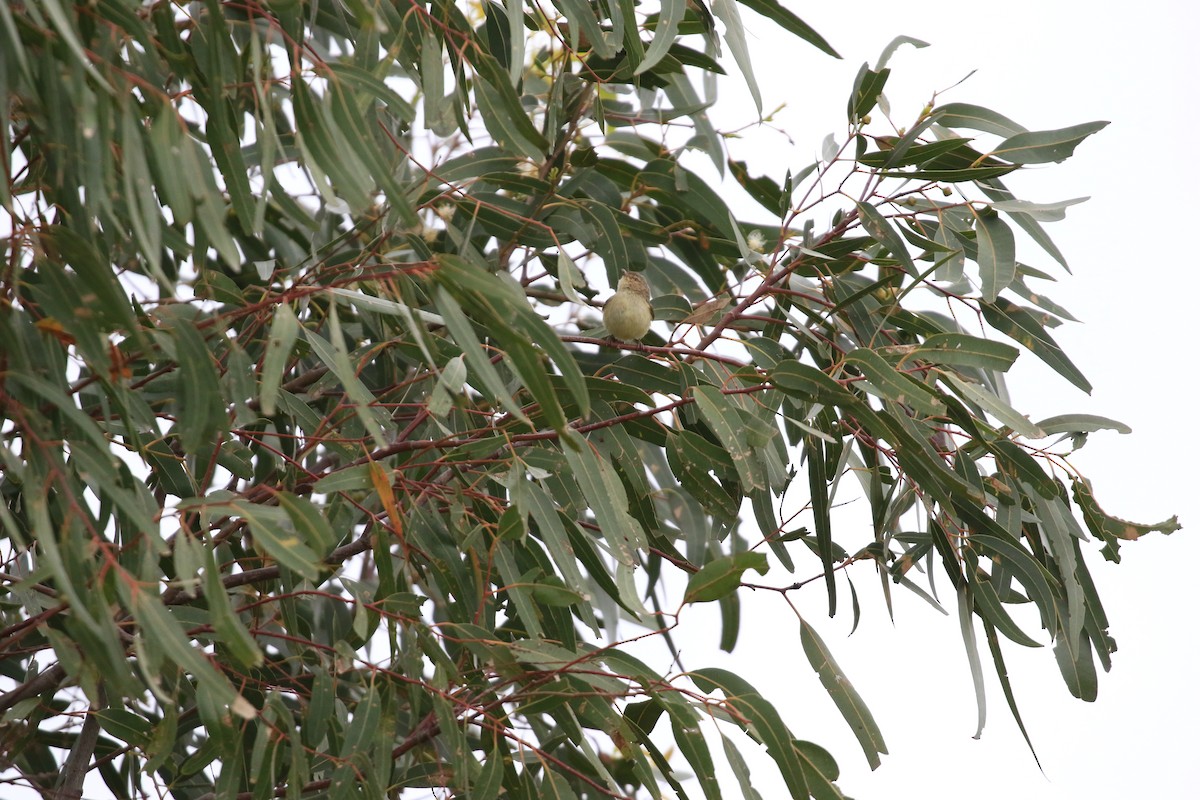 Weebill - ML646569180