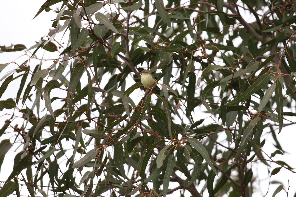 Weebill - ML646569181