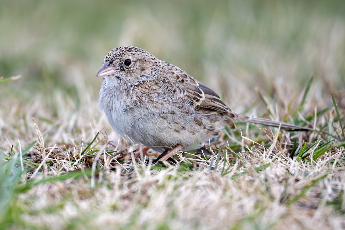 Cassin's Sparrow - ML646569184