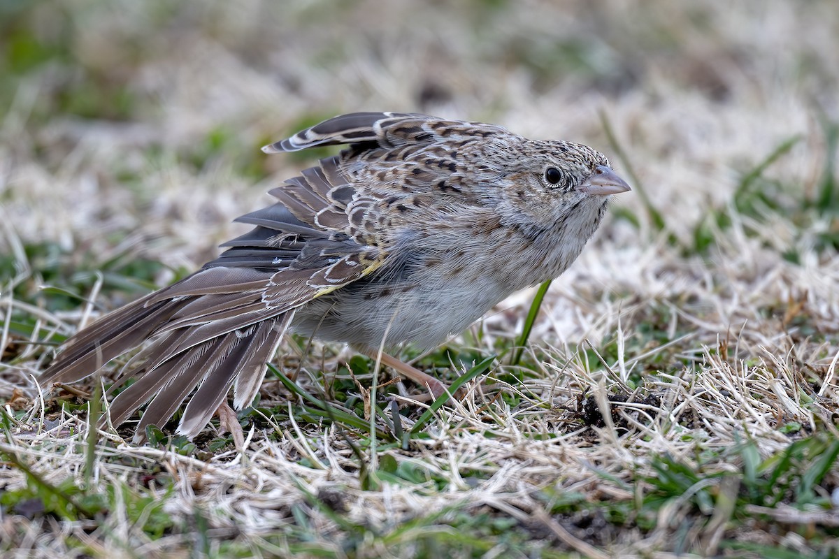 Cassin's Sparrow - ML646569185