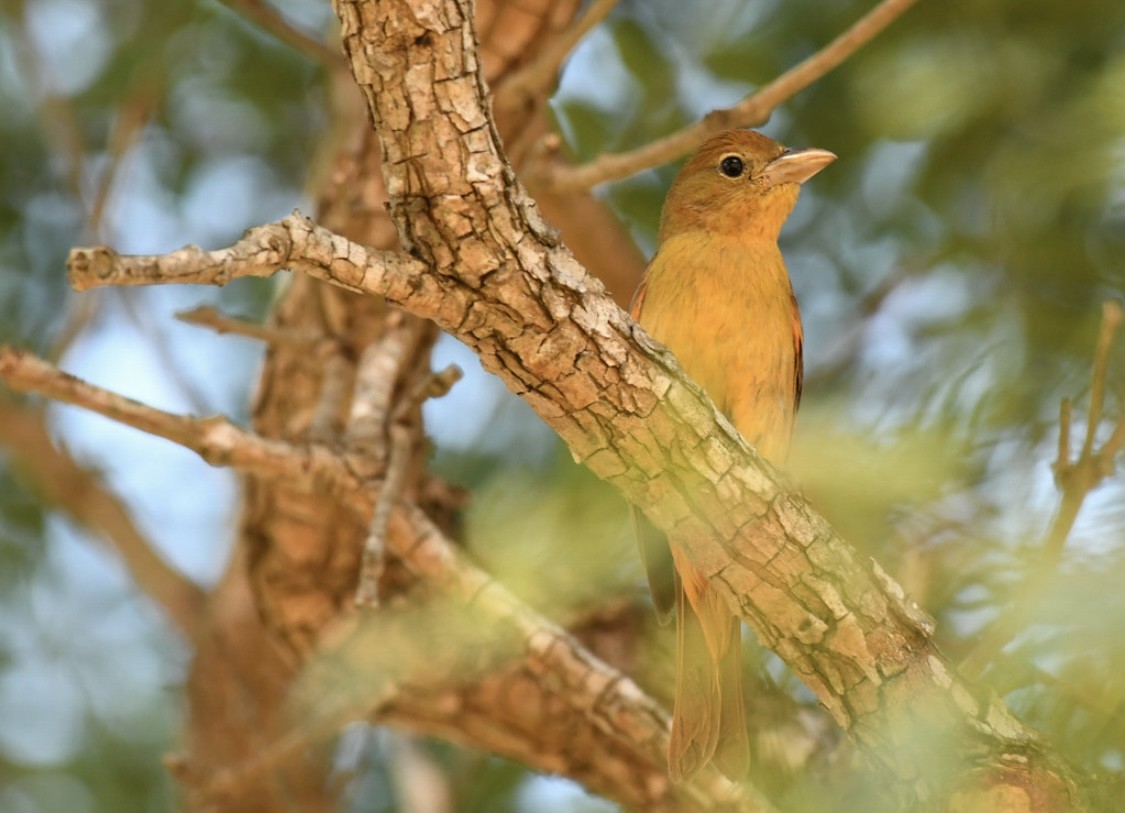 Summer Tanager - ML646569186