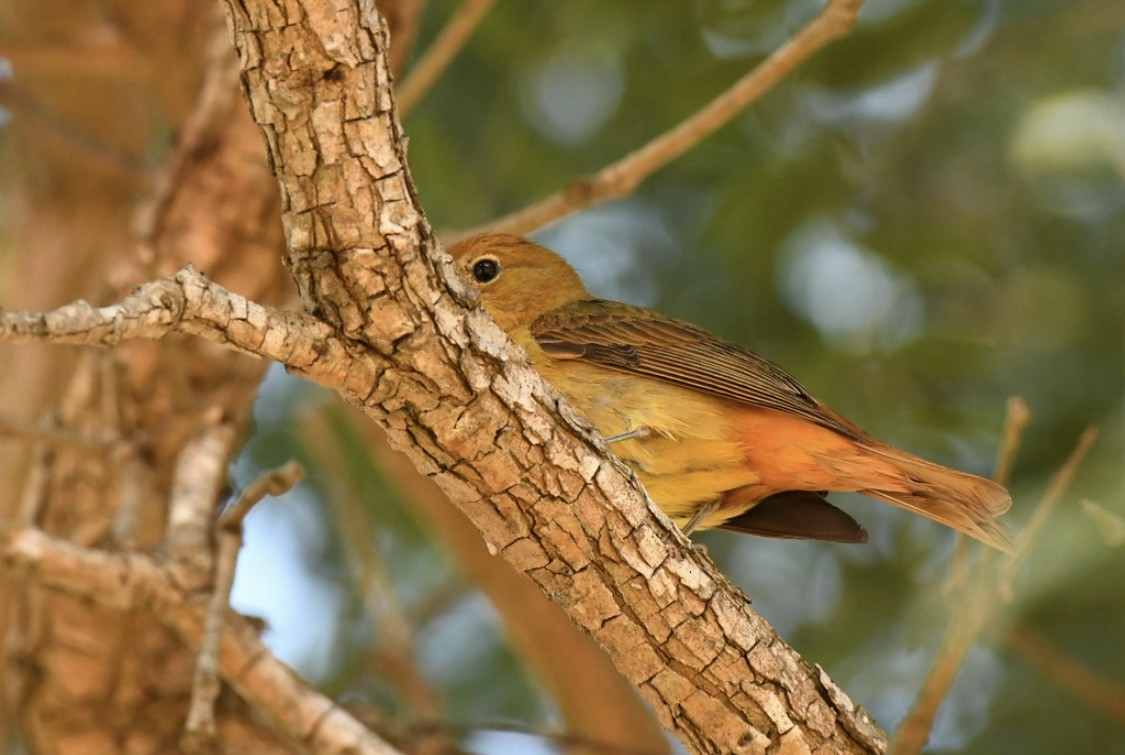 Summer Tanager - ML646569187