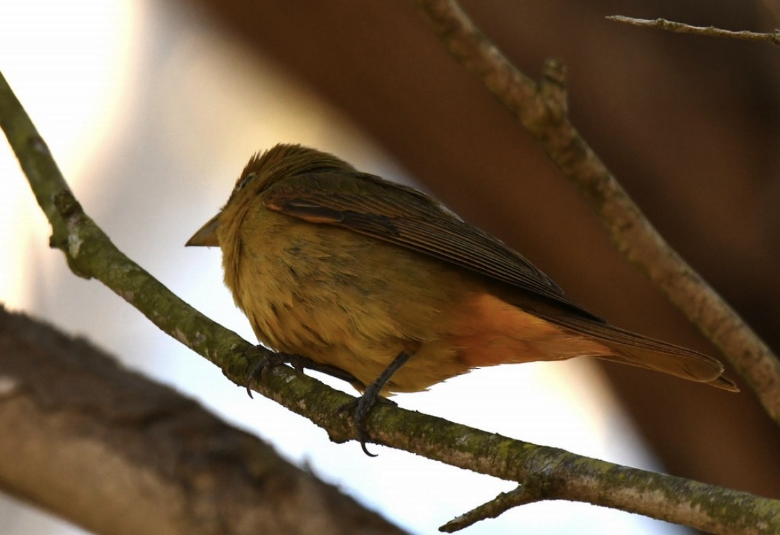Summer Tanager - ML646569188