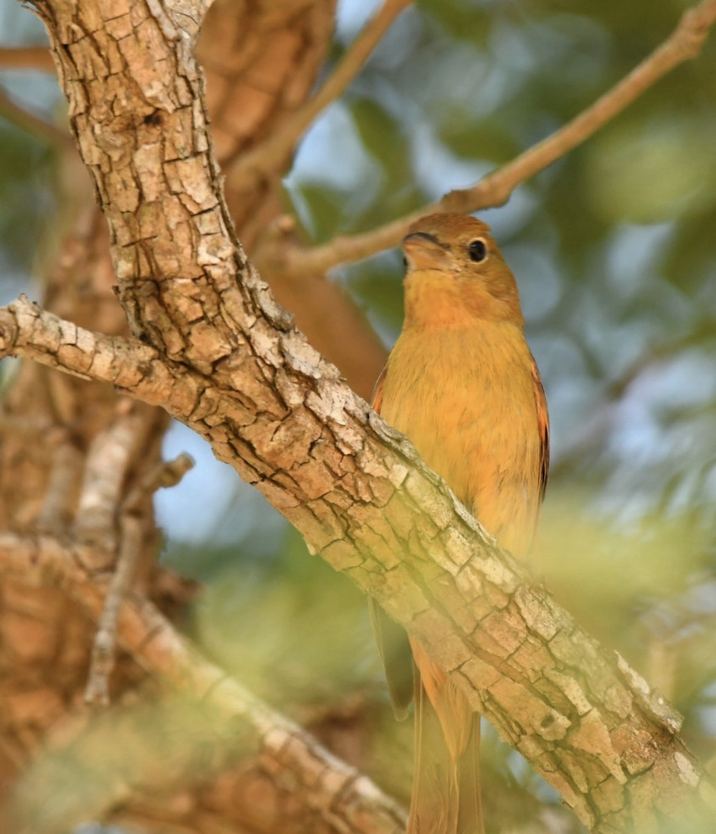 Summer Tanager - ML646569189