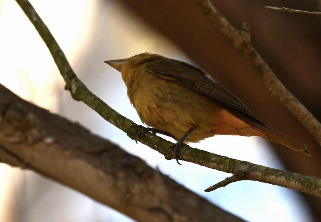 Summer Tanager - ML646569190
