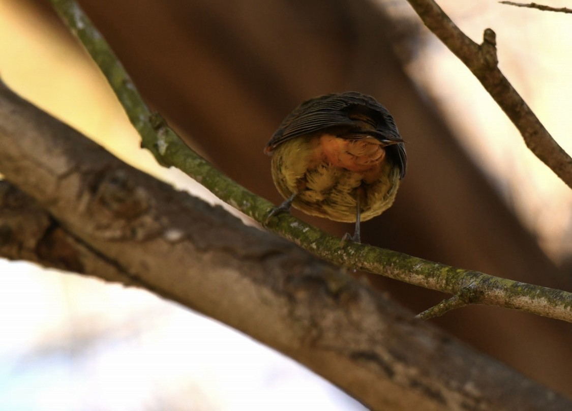 Summer Tanager - ML646569191