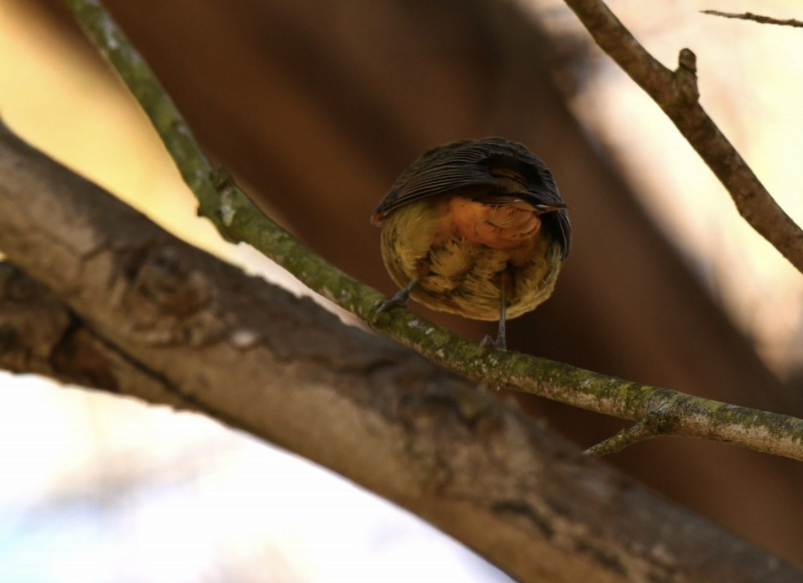 Summer Tanager - ML646569192