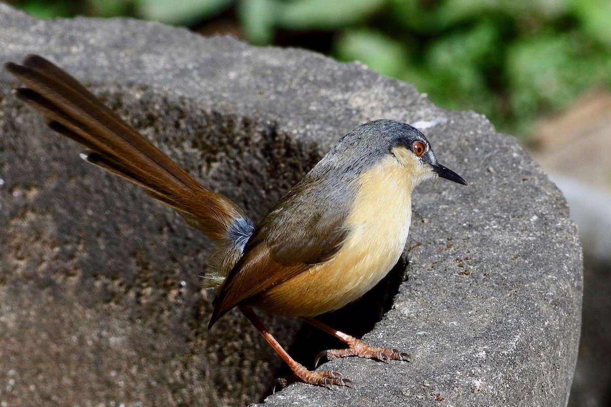 Ashy Prinia - ML646569193