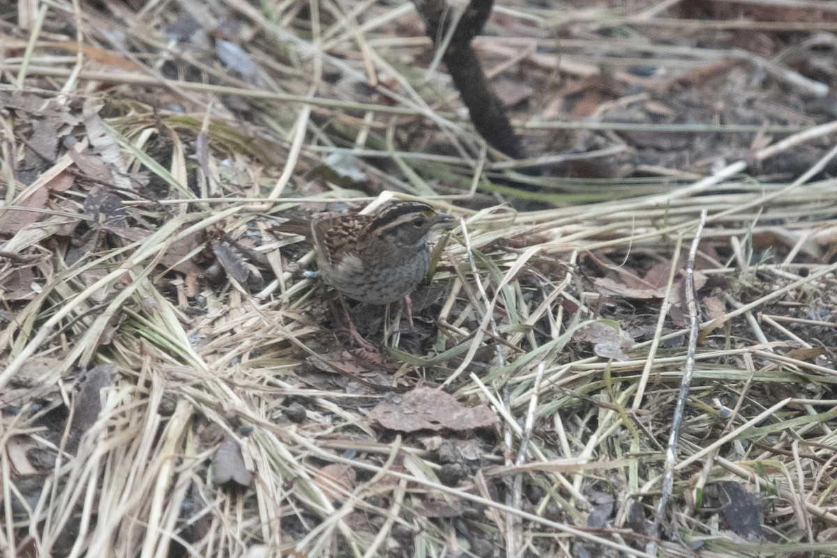 White-throated Sparrow - ML646569194