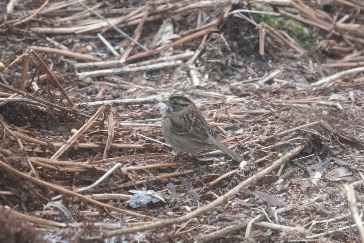 White-throated Sparrow - ML646569195