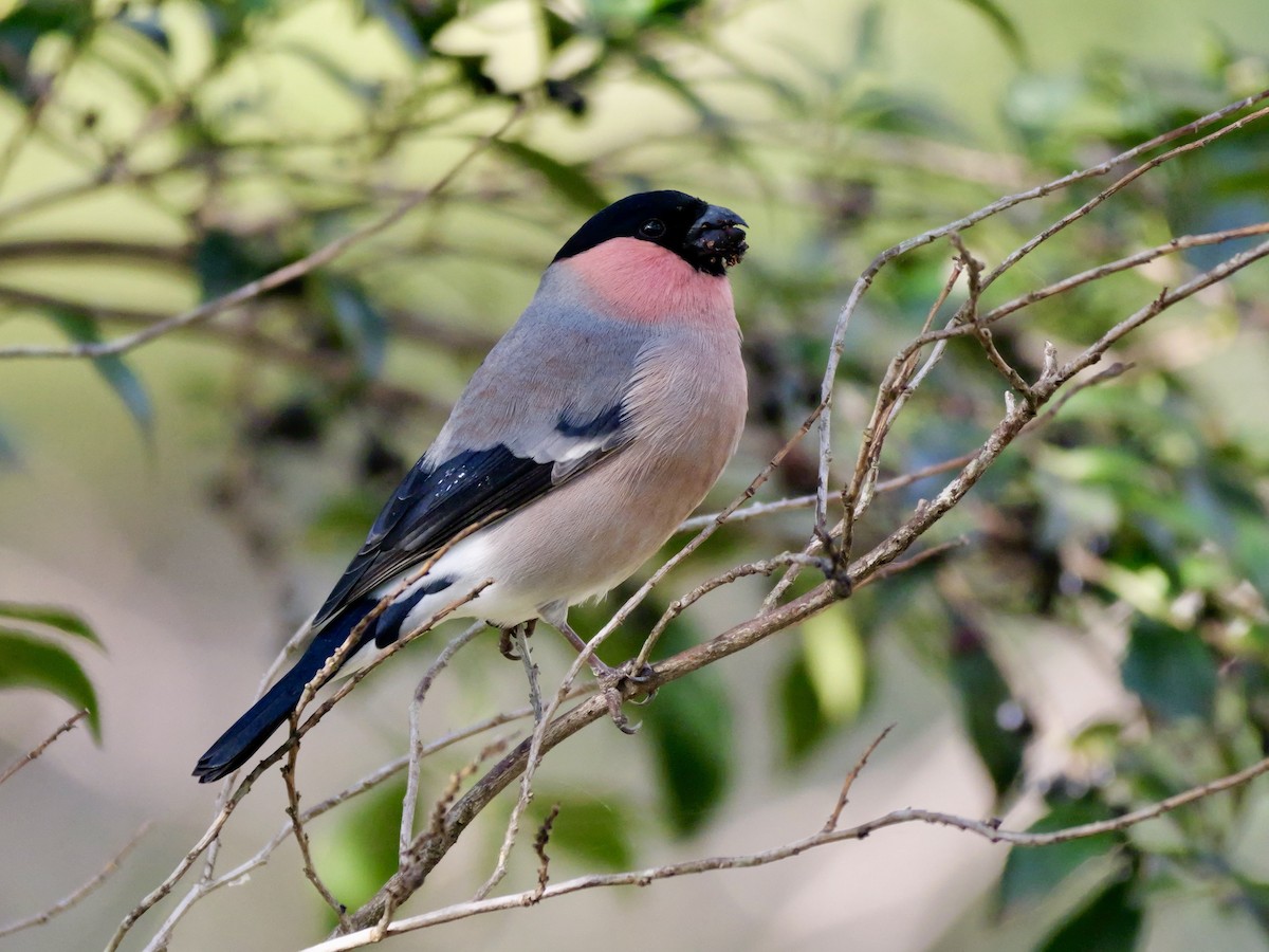 dompap - ML646569197