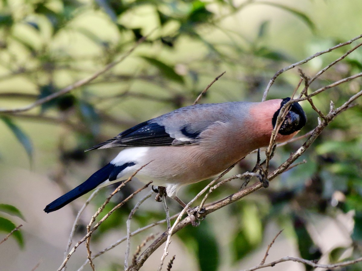 dompap - ML646569198