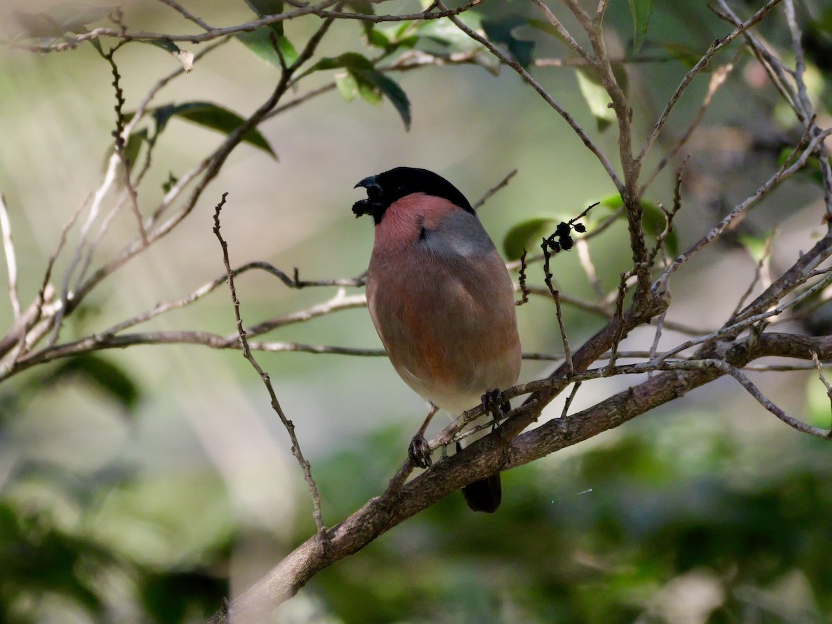 dompap - ML646569199