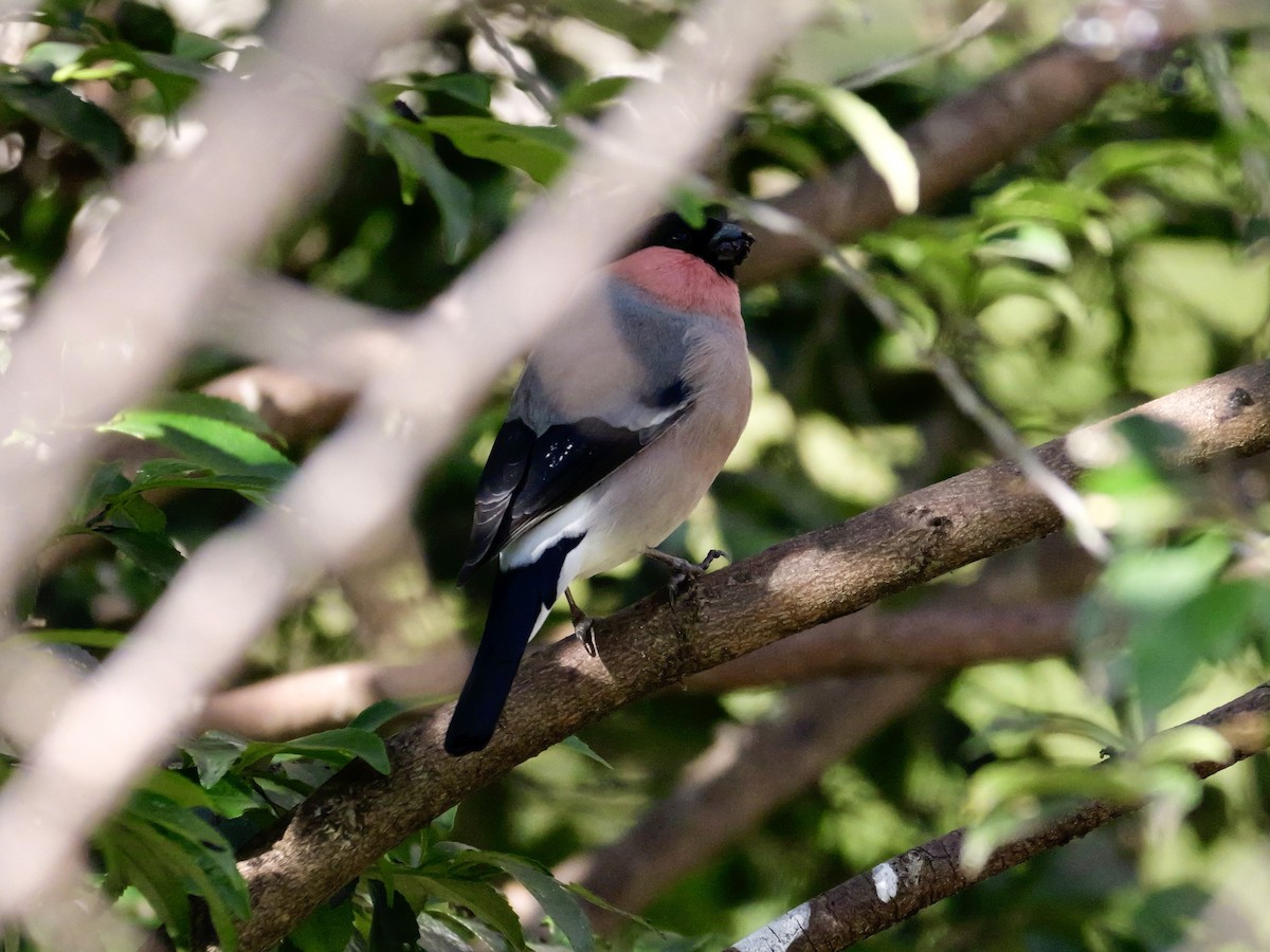 dompap - ML646569200