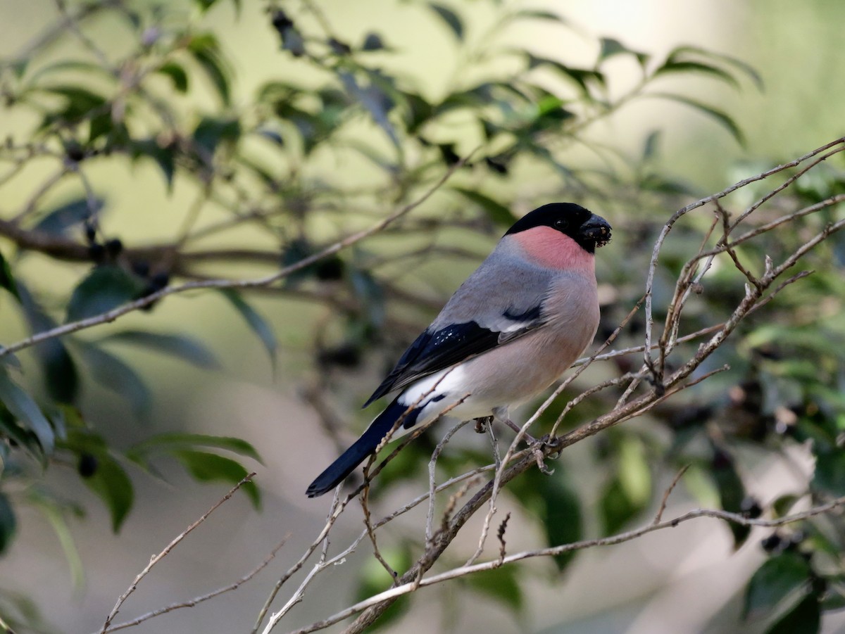 dompap - ML646569201