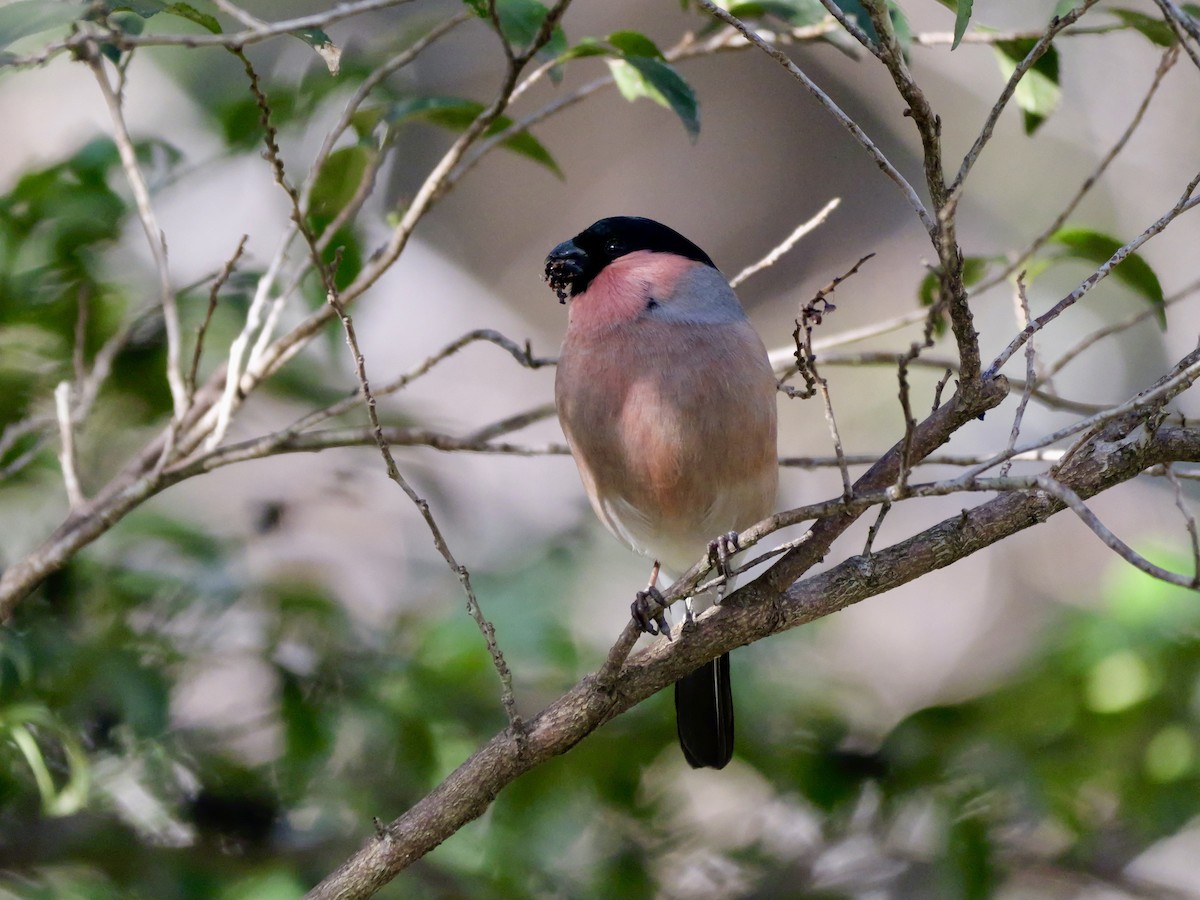 dompap - ML646569202