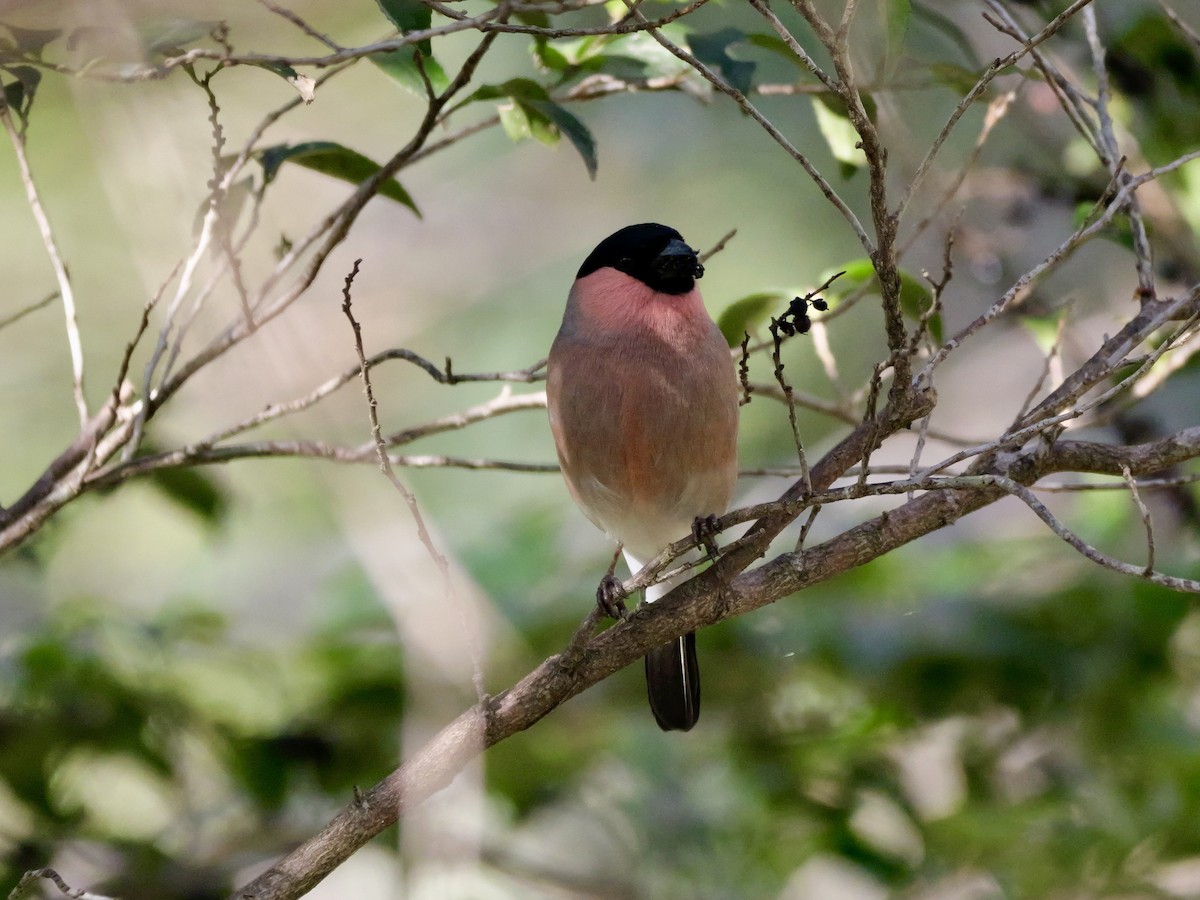 dompap - ML646569203