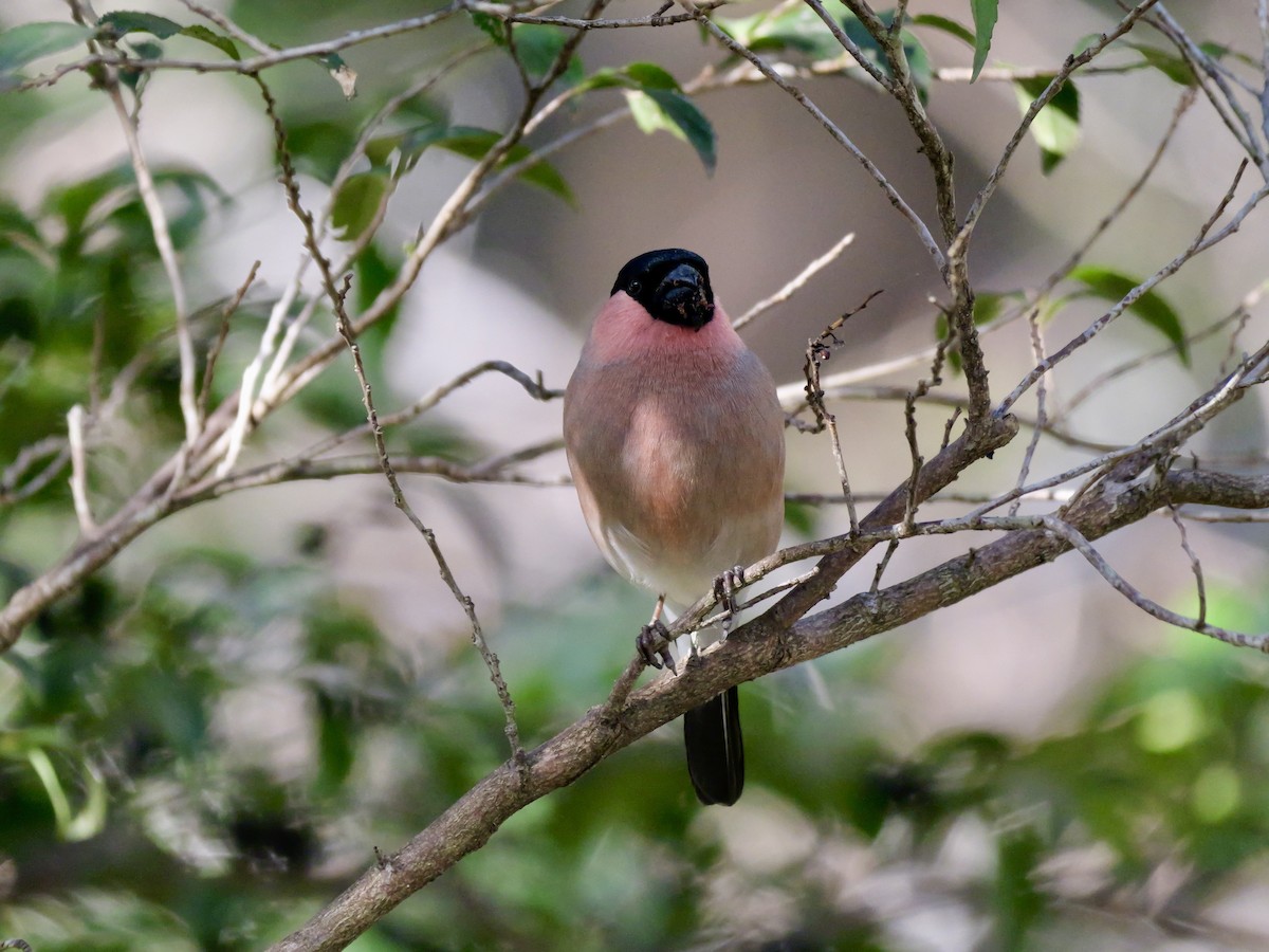 dompap - ML646569204