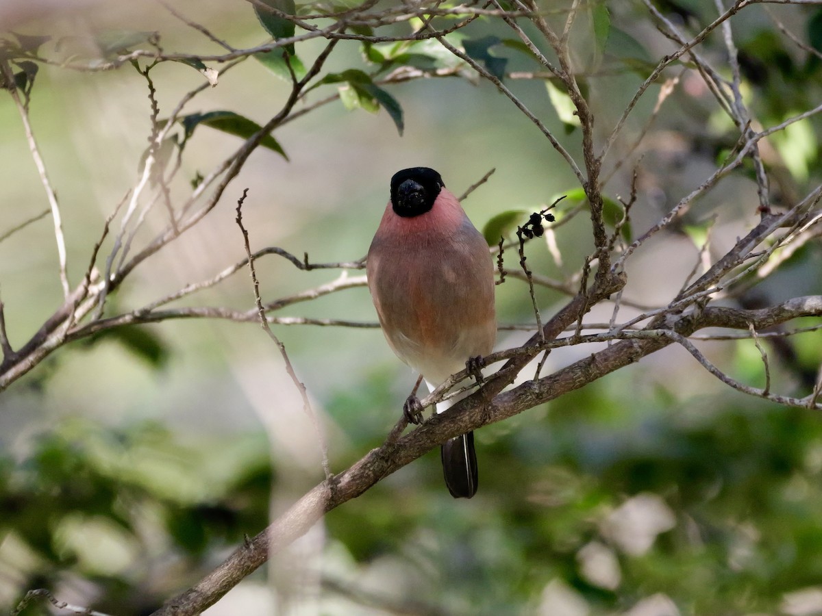 dompap - ML646569205