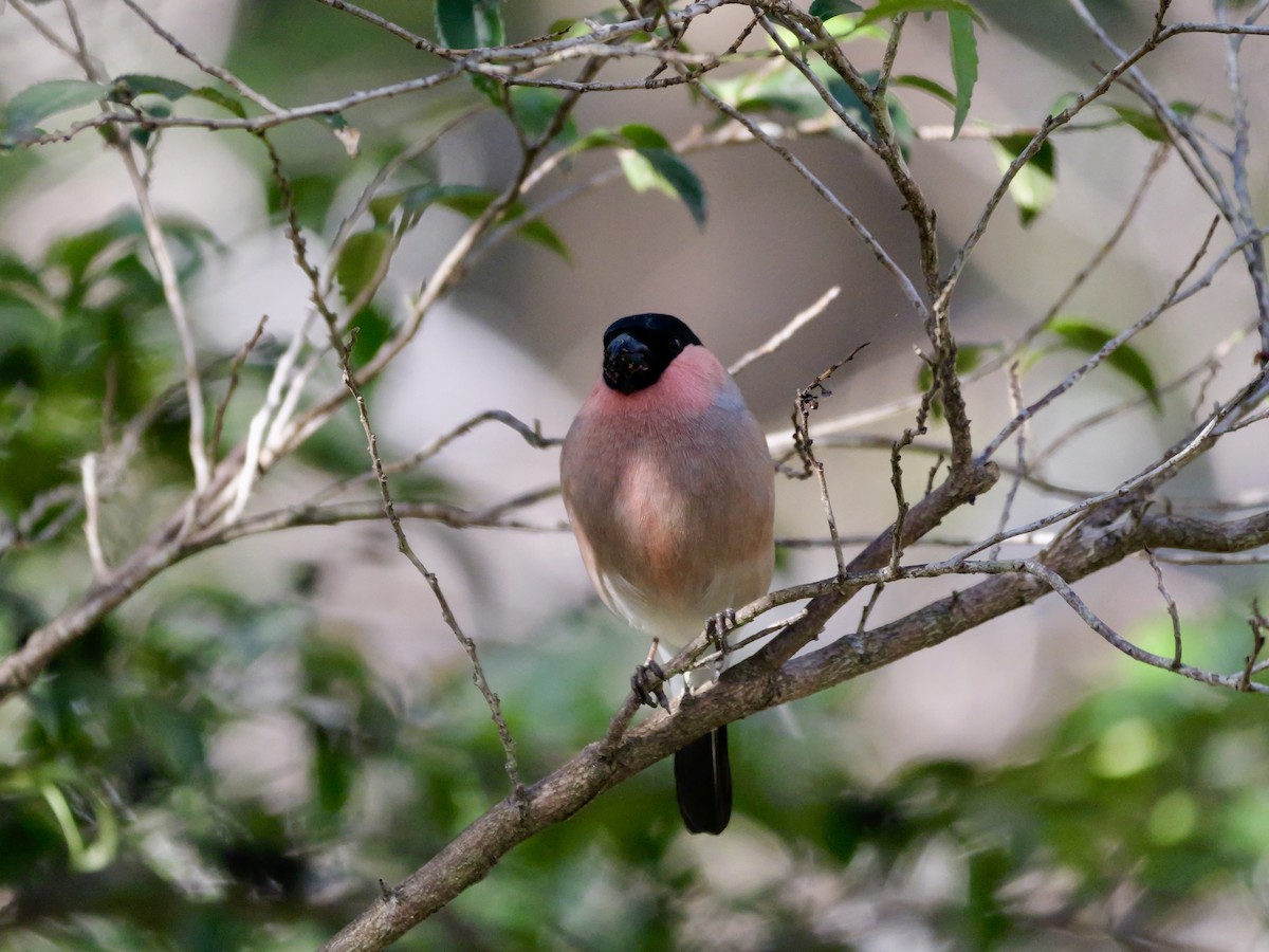 dompap - ML646569206