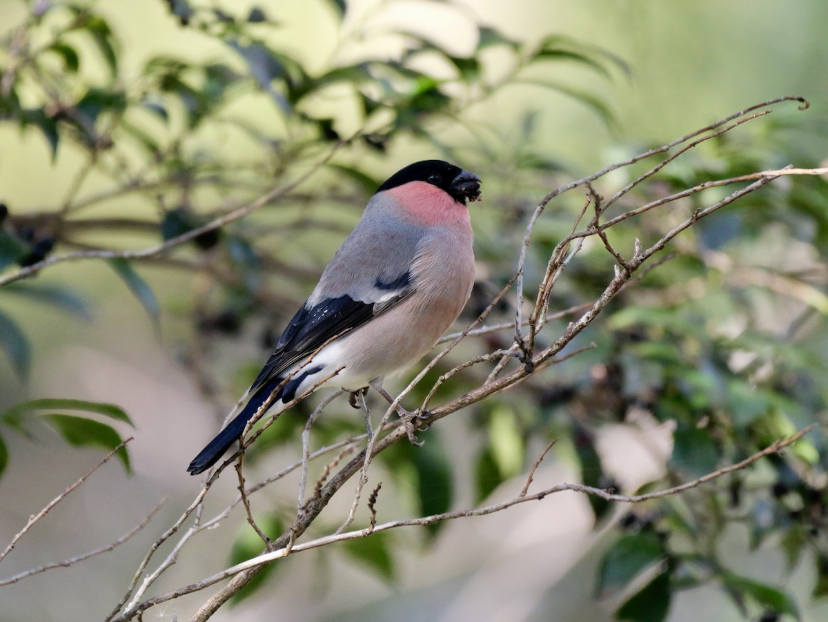 dompap - ML646569207