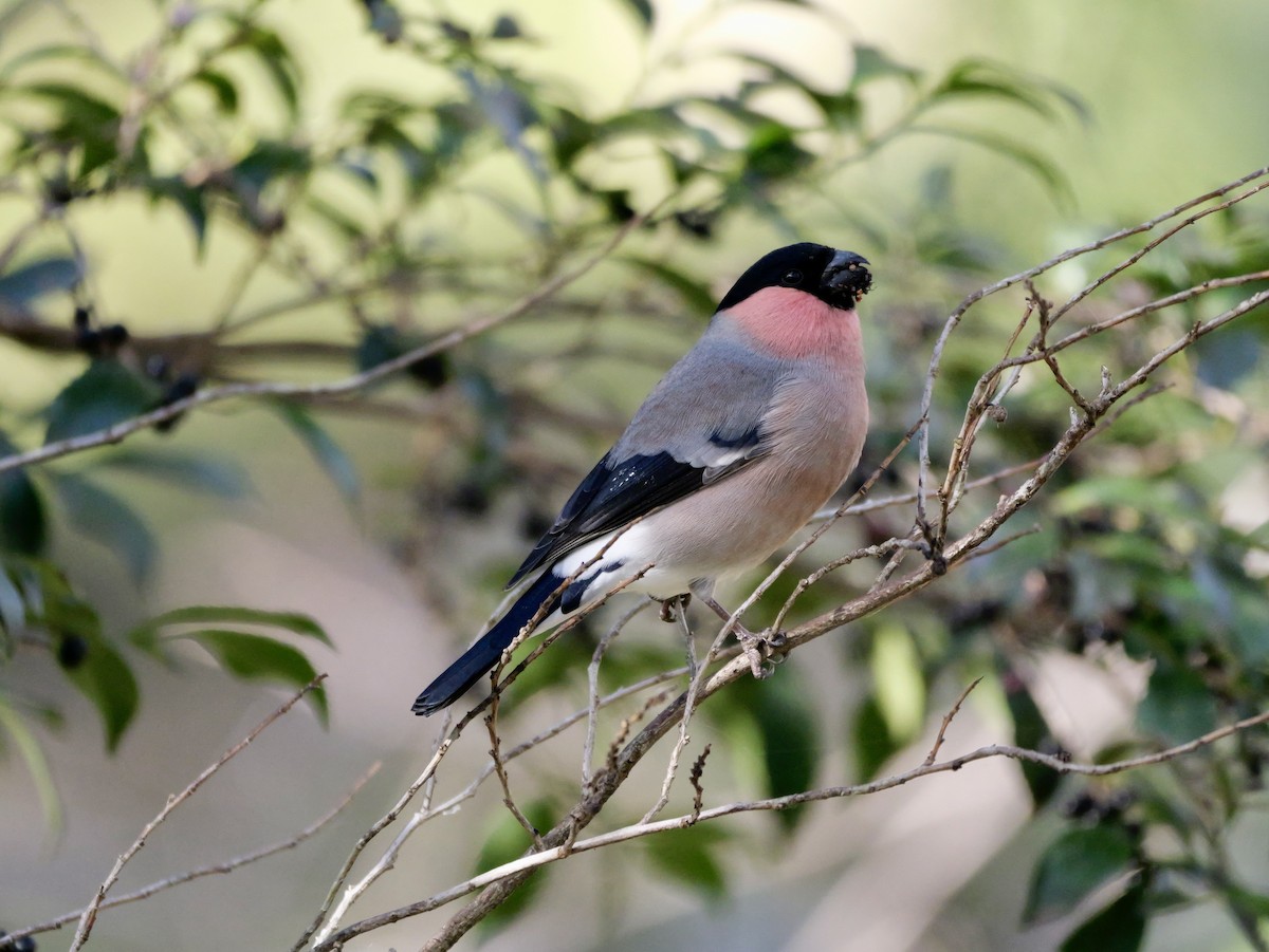 dompap - ML646569208