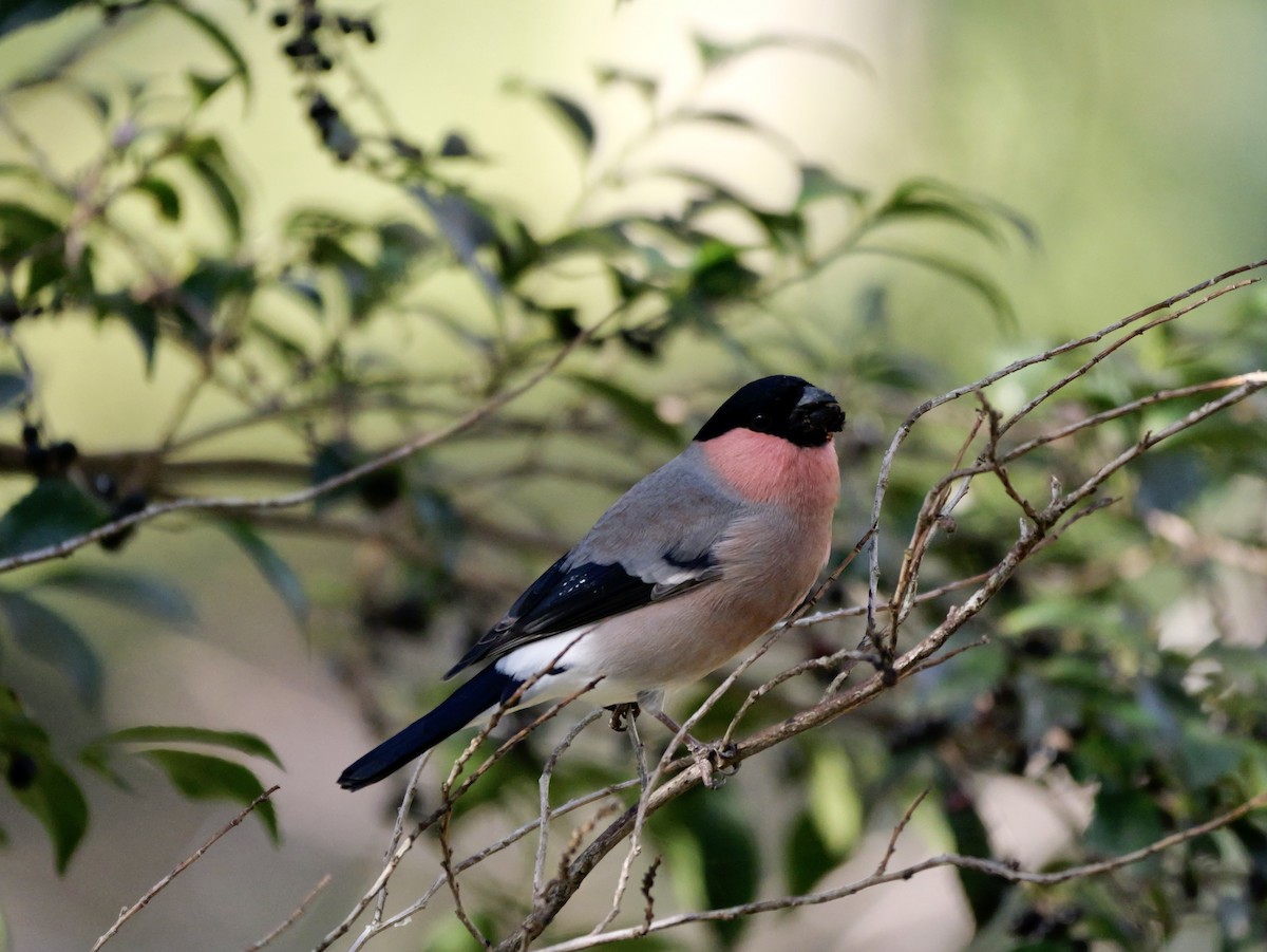 dompap - ML646569209