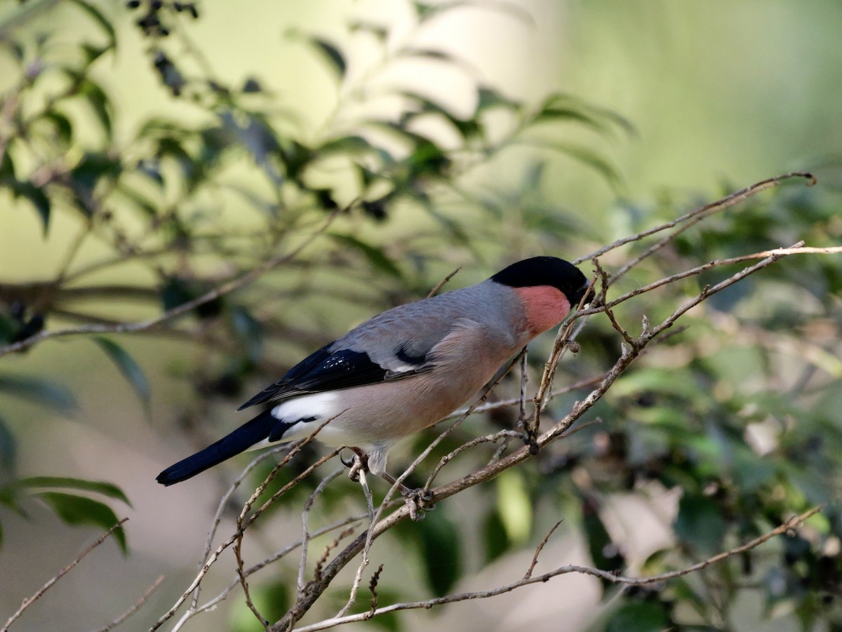 dompap - ML646569210