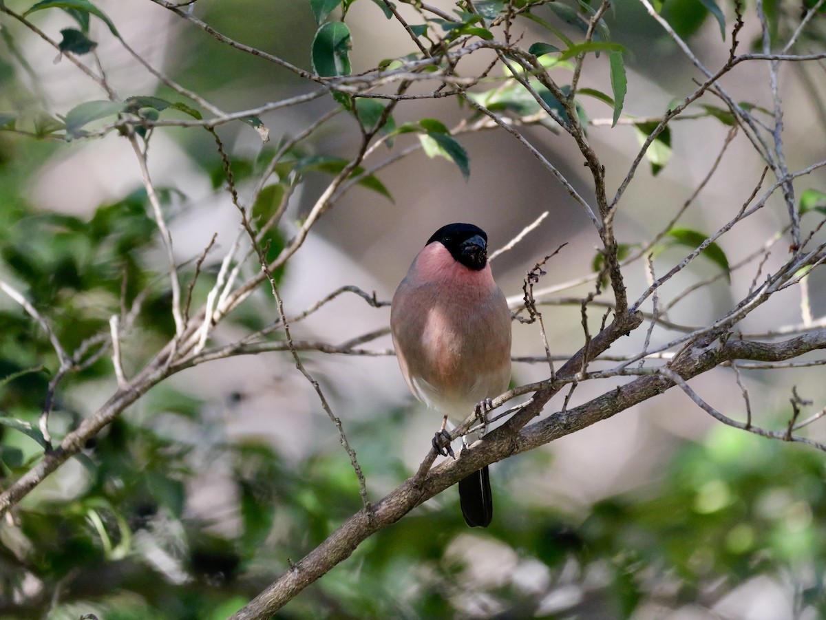 dompap - ML646569211