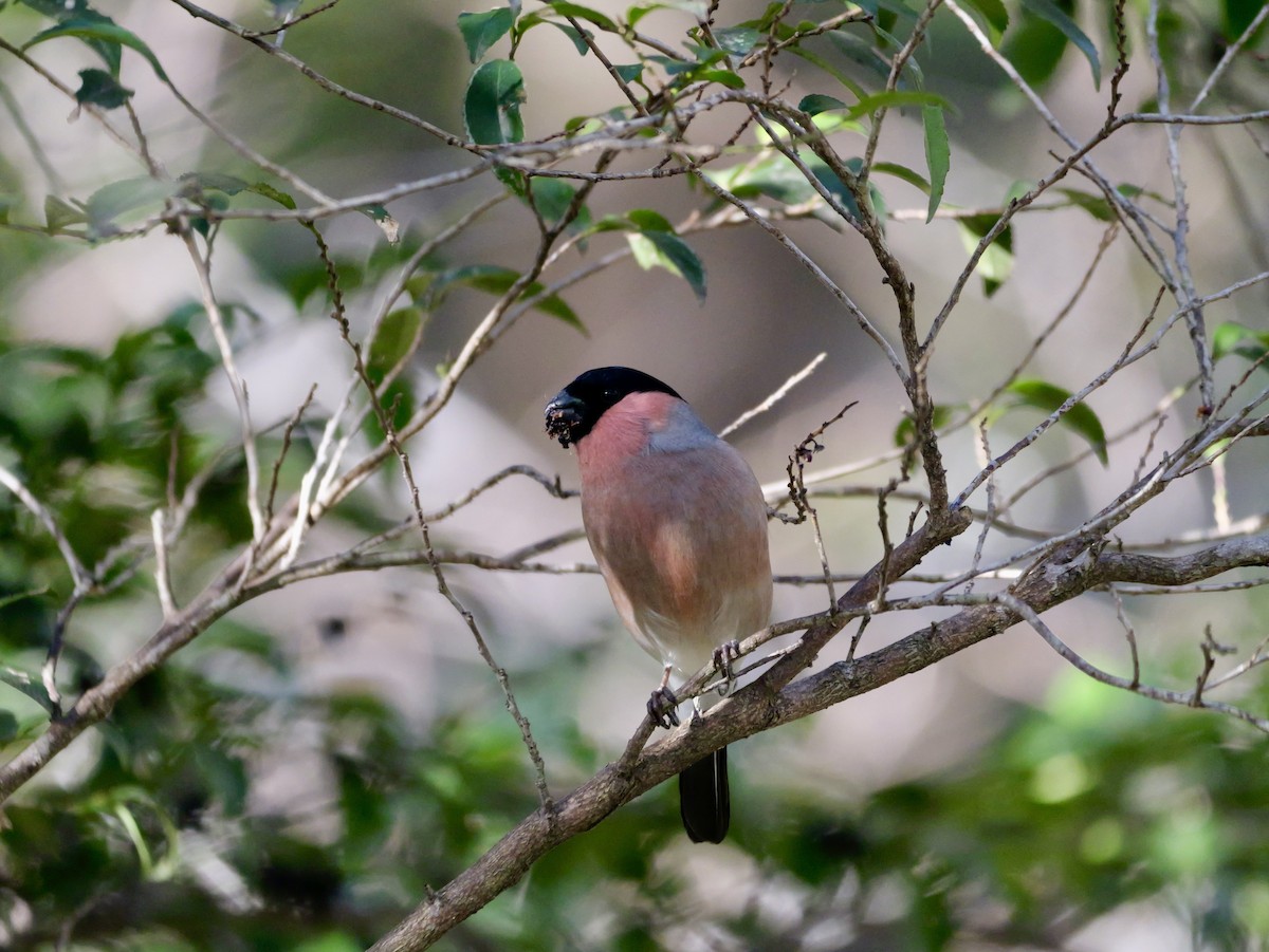 dompap - ML646569212