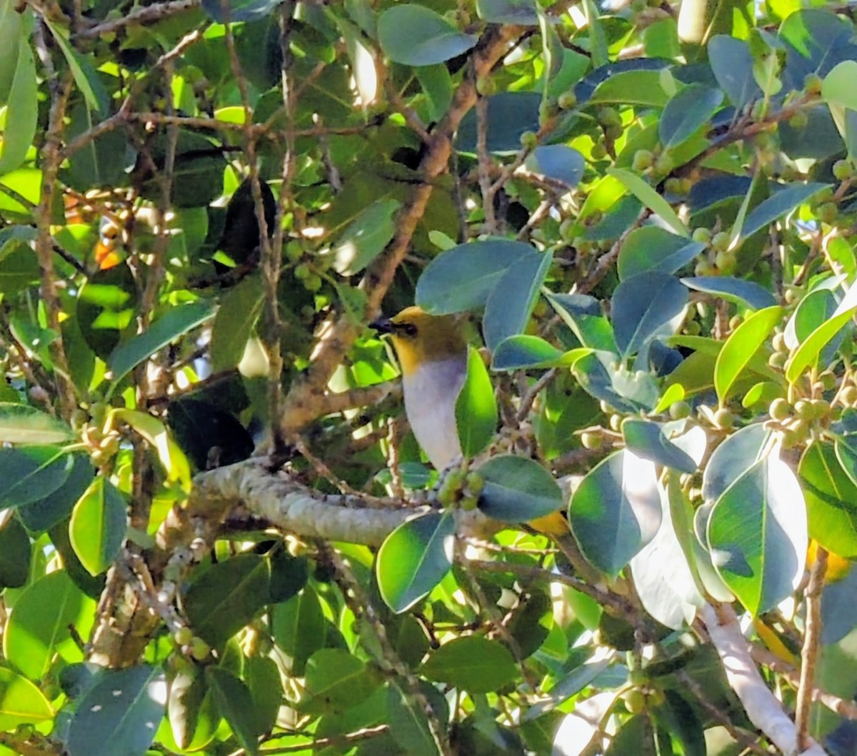 Yellow-throated Bulbul - ML646569214