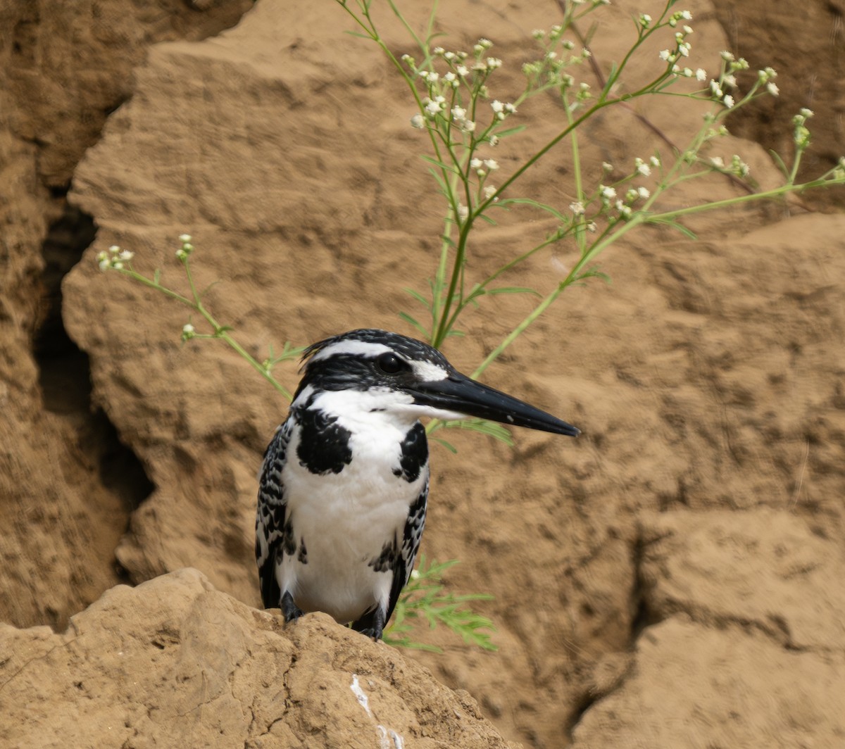 Pied Kingfisher - ML646569233