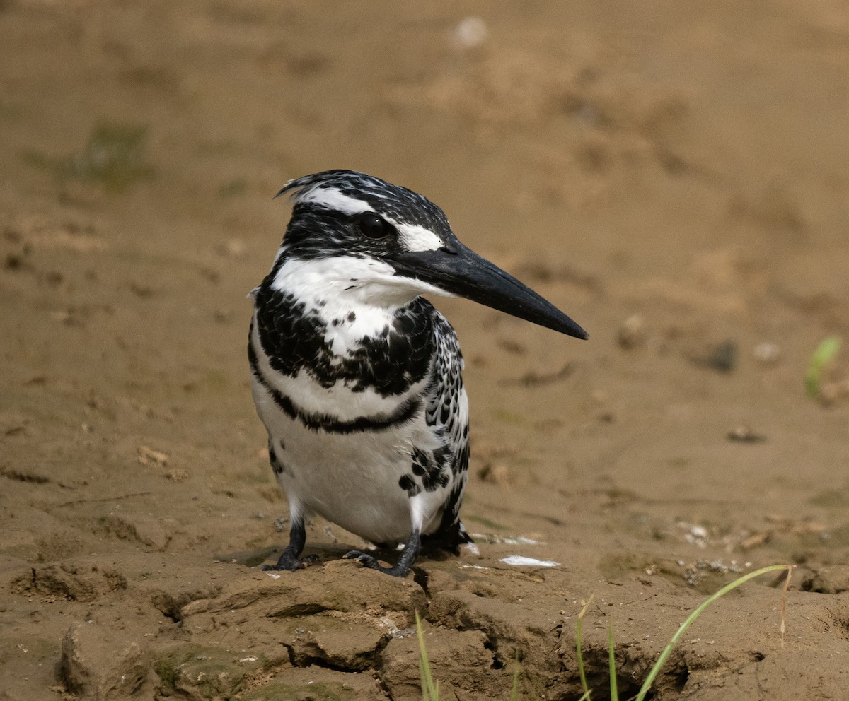 Pied Kingfisher - ML646569234