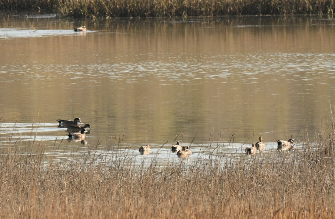 Silbón Americano - ML646569235