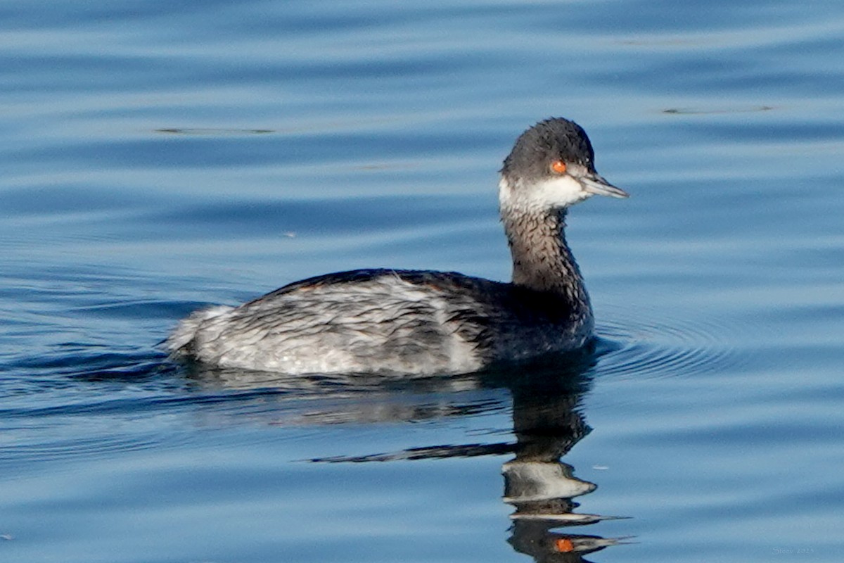 Eared Grebe - ML646569236