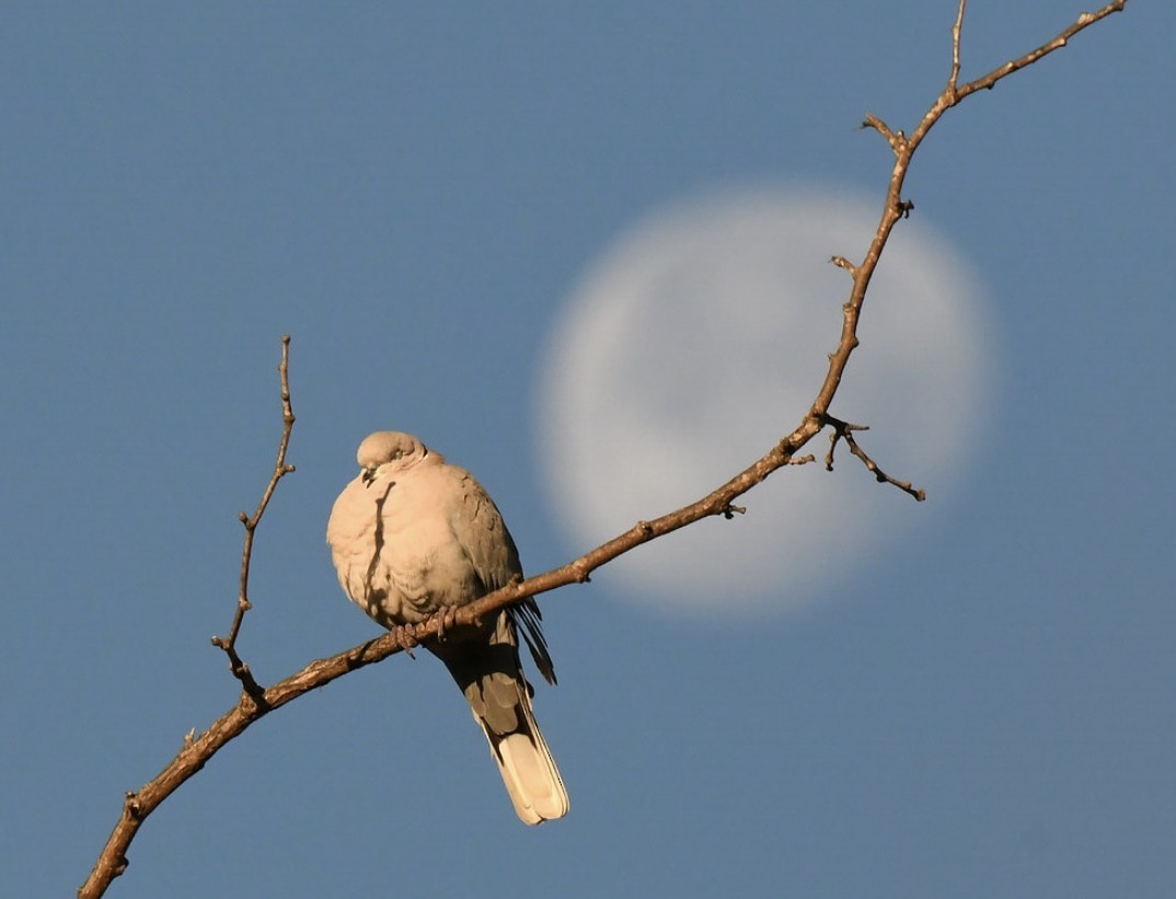 Tórtola Turca - ML646569239